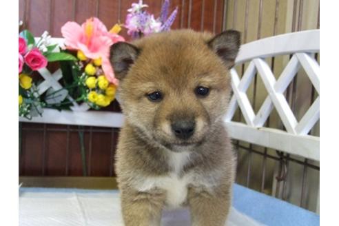 成約済の三重県の柴犬-43878の2枚目